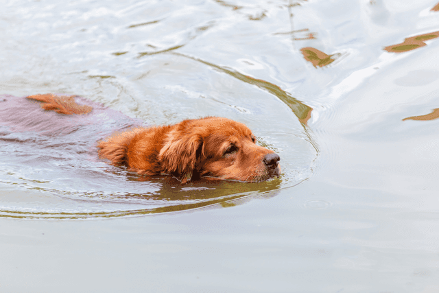 Enchentes do RS cuidado com animais e risco de zoonoses