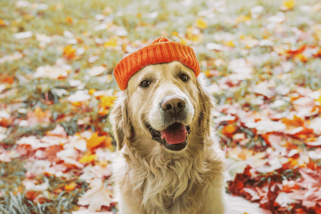 Quais cuidados devemos ter com os cachorros no Outono?
