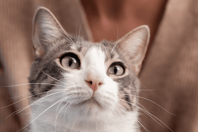 Conheça algumas curiosidade sobre os bigodes dos gatos