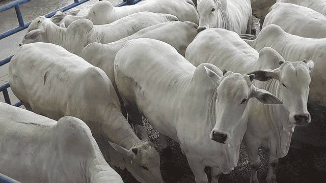 Carnes: abate de bovinos cresce, enquanto de frangos e suínos cai no 1º trimestre de 2024