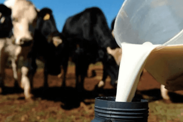 Não vai faltar leite no varejo, diz secretário-executivo do Sindilat