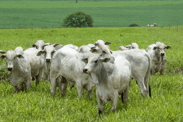 Preços da arroba do boi continuam em queda no Brasil; veja cotações