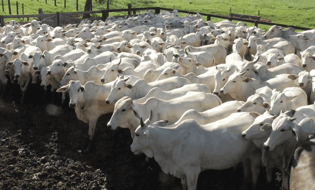 Temperatura e pastagem contribuem para queda nos preços da arroba do boi