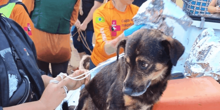 Médicos Veterinários do Rio Grande do Sul Resgatam Animais em Situações de Emergência