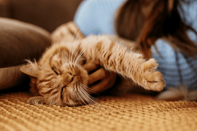 Como proporcionar experiência agradável ao fazer carinho nos gatos?