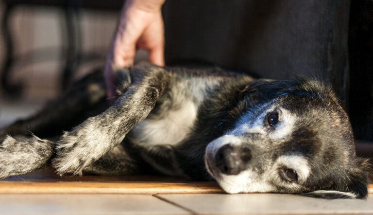 dor crônica em cães