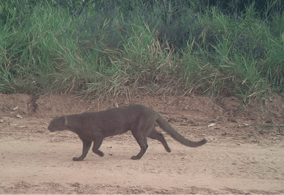 Gato-Mourisco-monitoramento-de-fauna