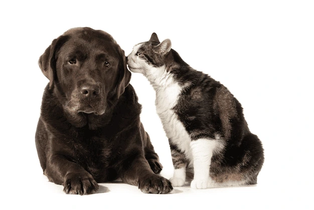 brigas entre pets