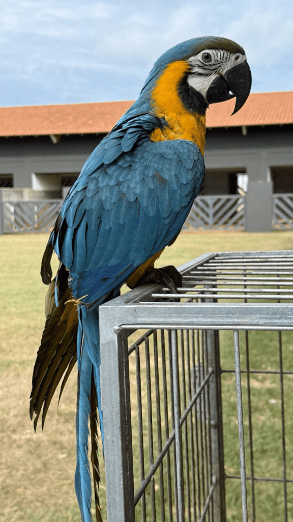 animais-silvestres-universidade-brasil
