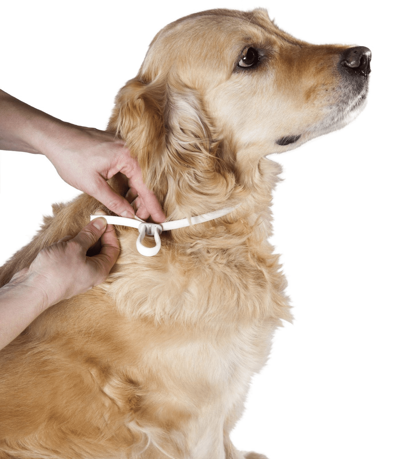MSD Saúde Animal-Leishimaniose