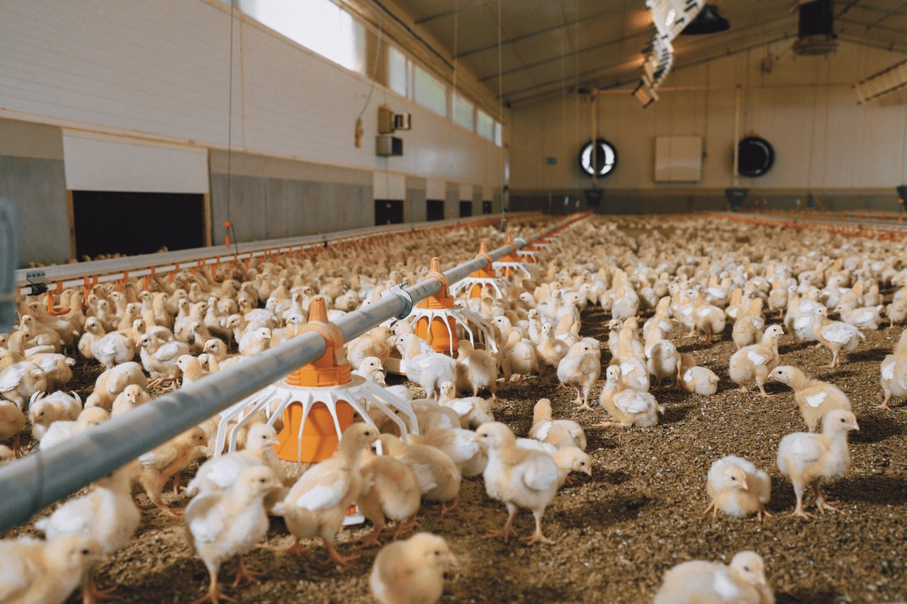 Dia-do-frango-vacinação-boehring