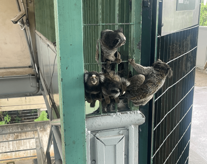 Saguis-animais-resgatados