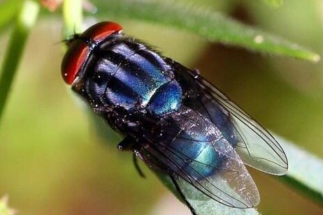 Cochliomyia hominivorax