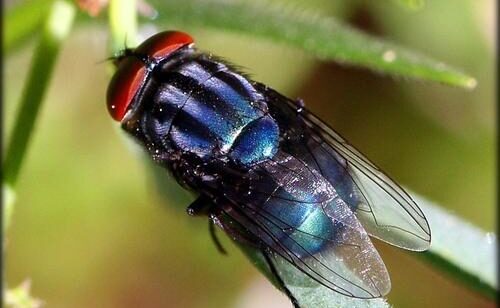 Cochliomyia hominivorax