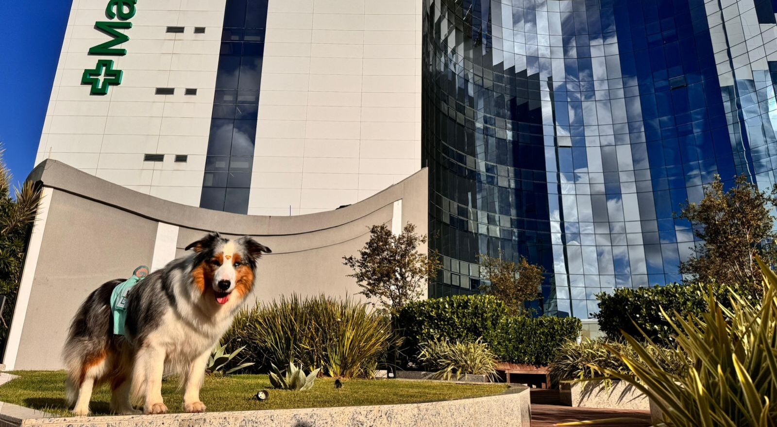 Terapia Assistida por Animais TAA