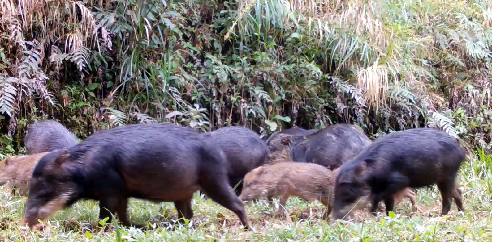 Programa Grandes Mamíferos da Serra do Mar