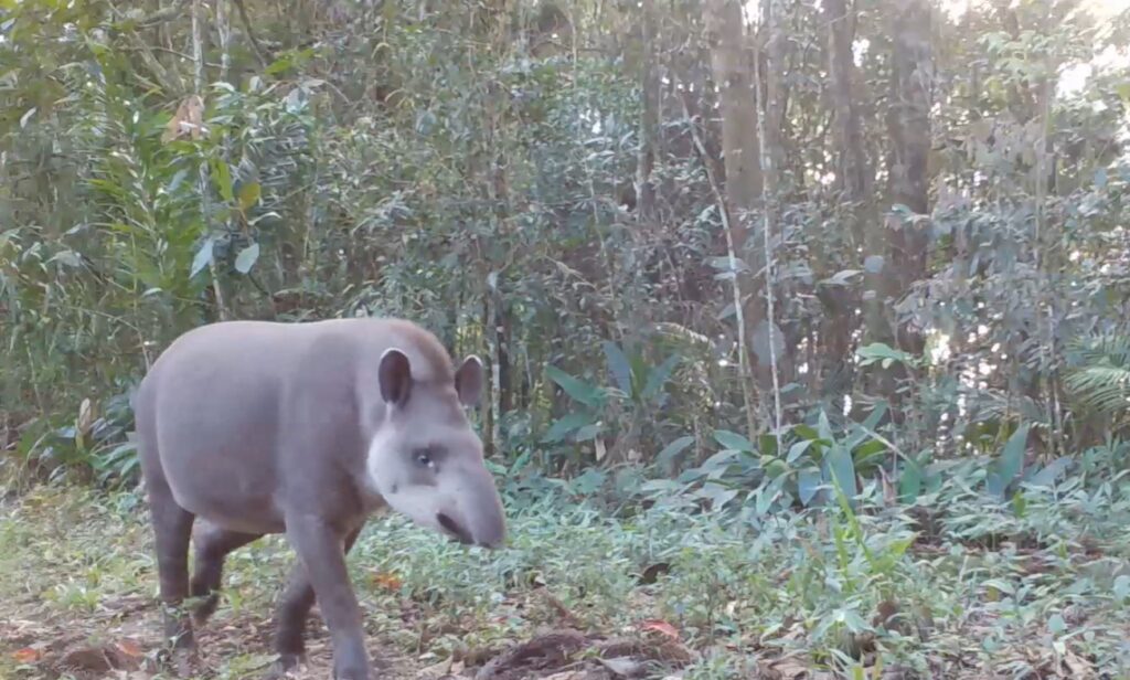 Programa Grandes Mamíferos da Serra do Mar (PGMSM), criado com financiamento do Programa Biodiversidade Litoral do Paraná, reúne informações sobre ocorrência de fauna silvestre e fortalece a tomada de decisão em importantes áreas protegidas da Mata Atlântica