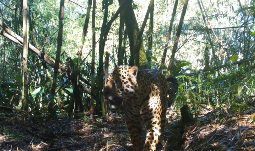 Programa Grandes Mamíferos da Serra do Mar (PGMSM), criado com financiamento do Programa Biodiversidade Litoral do Paraná, reúne informações sobre ocorrência de fauna silvestre e fortalece a tomada de decisão em importantes áreas protegidas da Mata Atlântica