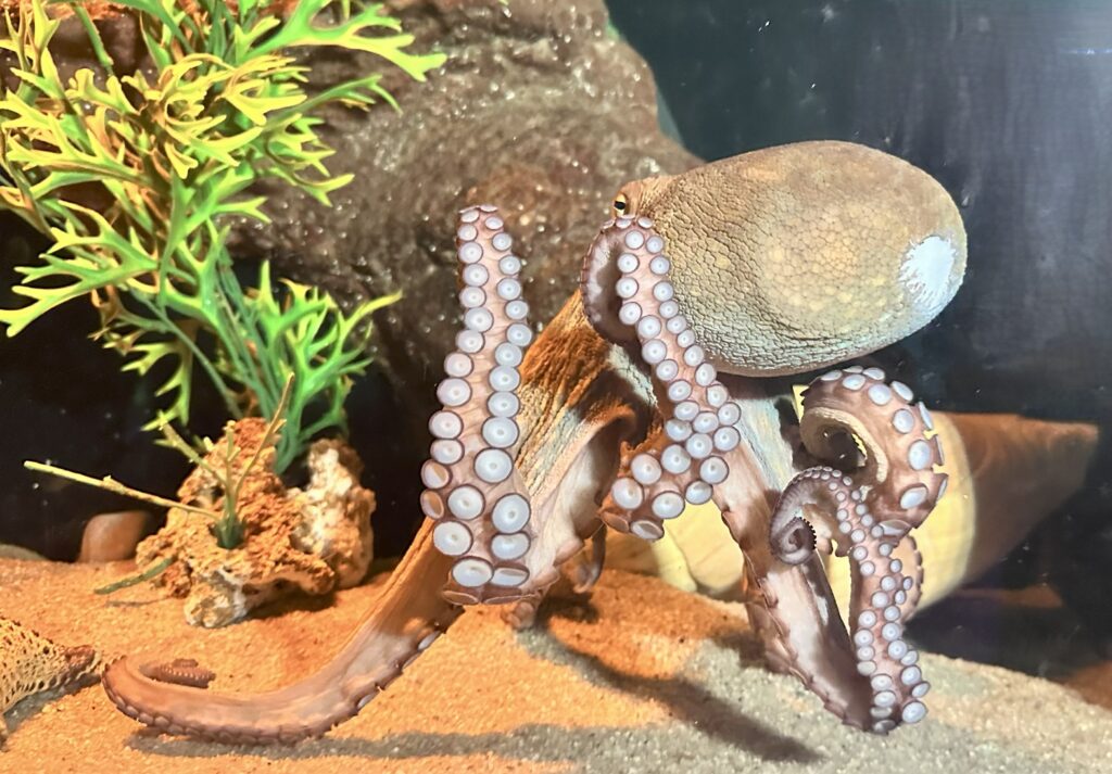 Conheça o Polvo, animal de três corações e sangue azul