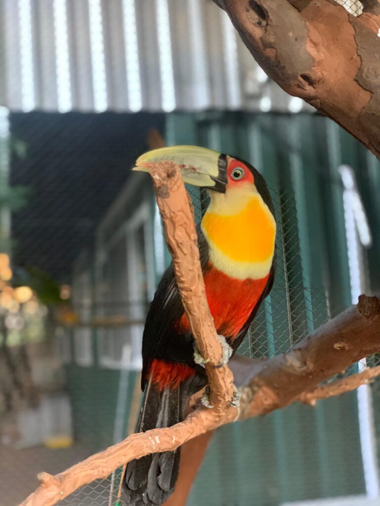 Centro de Apoio à Fauna Silvestre (CAFS)