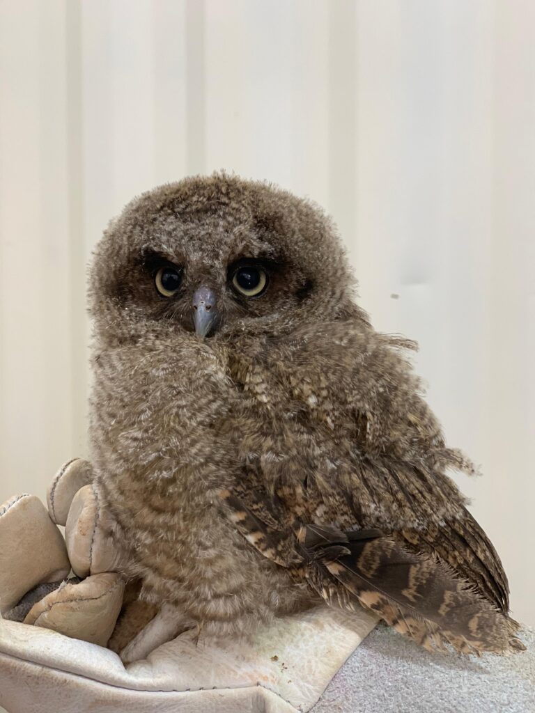 Centro de Apoio à Fauna Silvestre (CAFS)