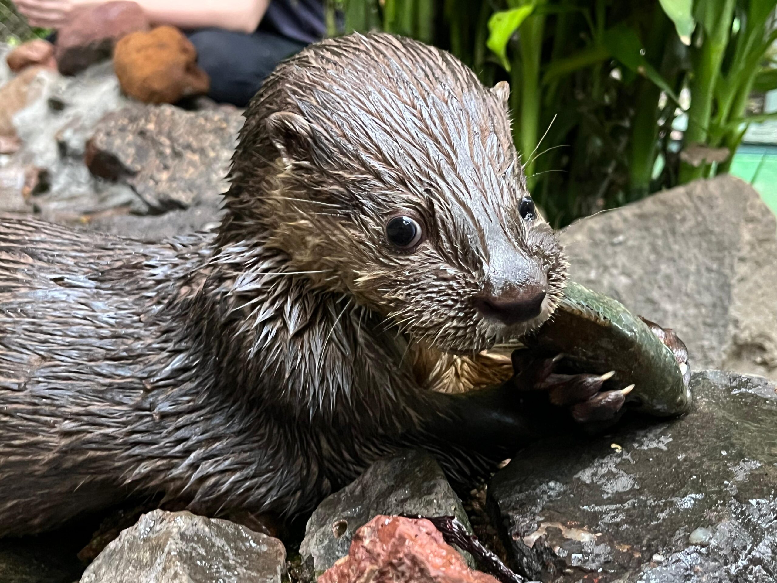 Centro de Apoio à Fauna Silvestre (CAFS)