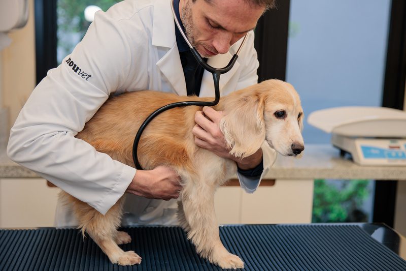 Cancêr em Pets