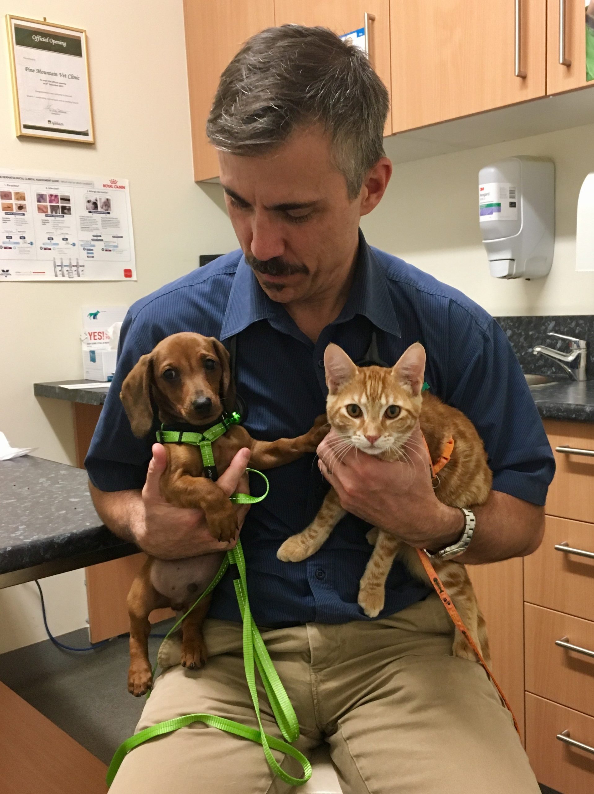 Dr. Scott J. Campbell_Obesidade 50° Congresso da WSAVA