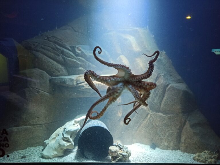 Conheça o Polvo, animal de três corações e sangue azul