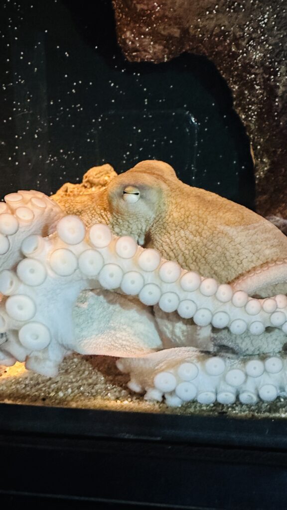 Conheça o Polvo, animal de três corações e sangue azul