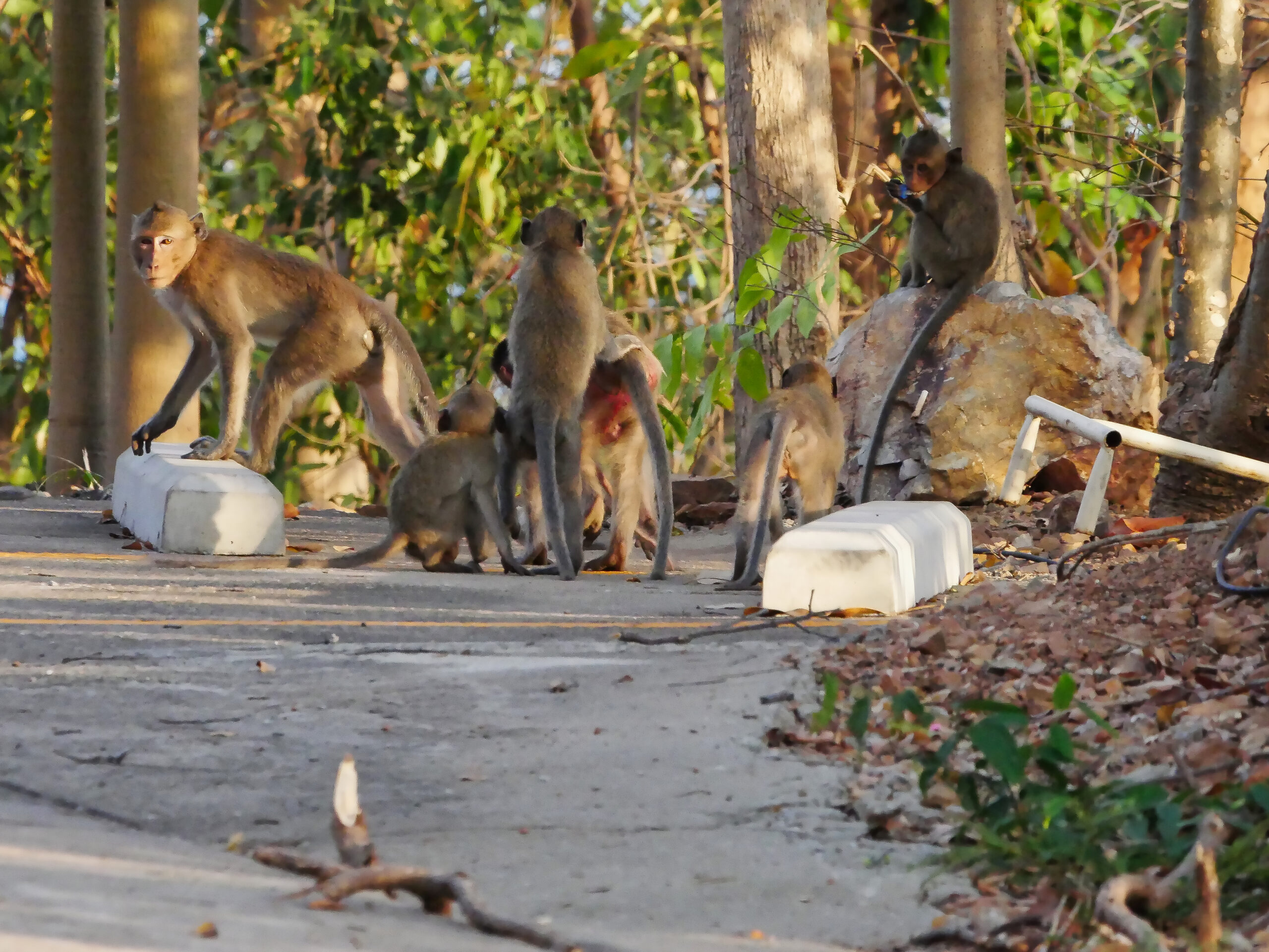 Aumento de animais silvestres em áreas urbanas acende alerta no Brasil