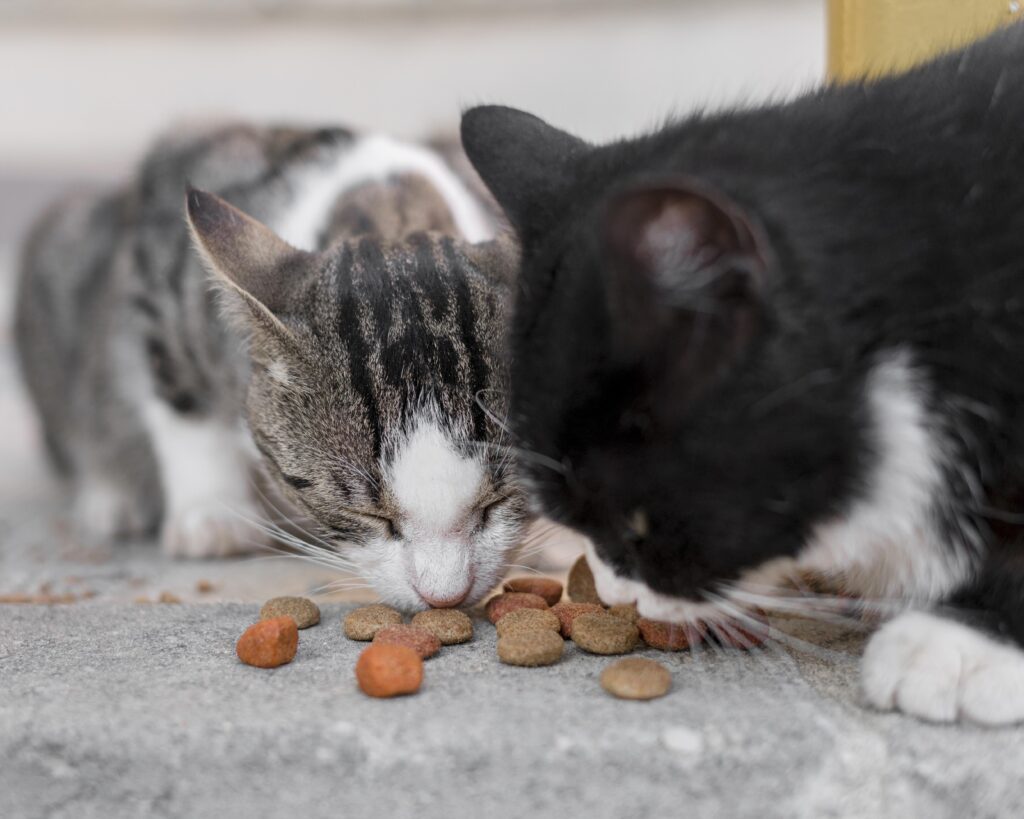 Alimentação Gatos Seniores Gatos Idosos