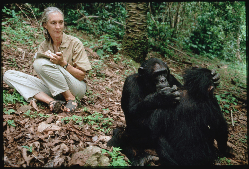 O legado de Jane Goodall: o olhar que mudou a relação entre homens e animais