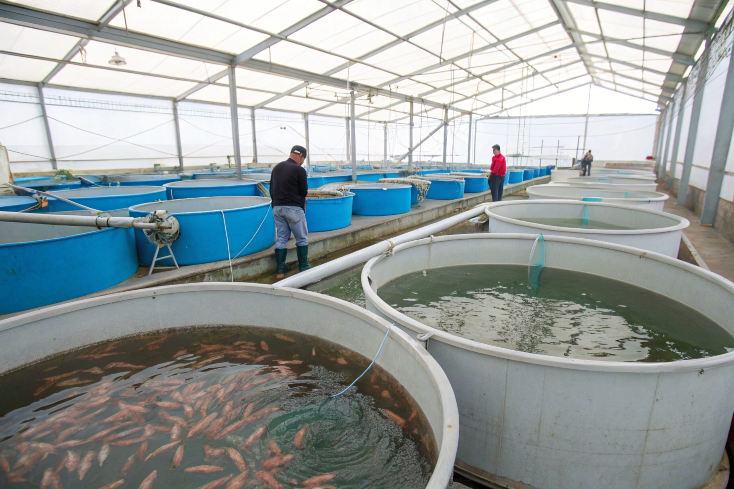 Zoetis-Aves-Aquacultura