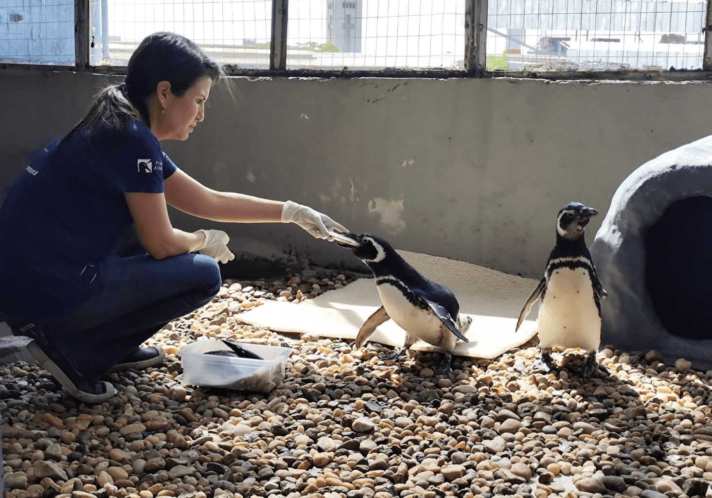 pinguins-de-Magalhães reabilitados pelo Instituto Albatroz