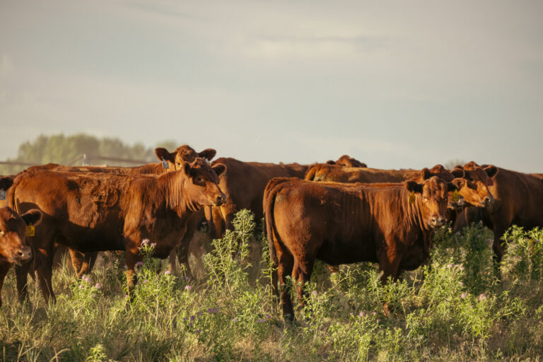 Controle estratégico da mosca-dos-chifres no período das águas garante maior produtividade e bem-estar ao rebanho