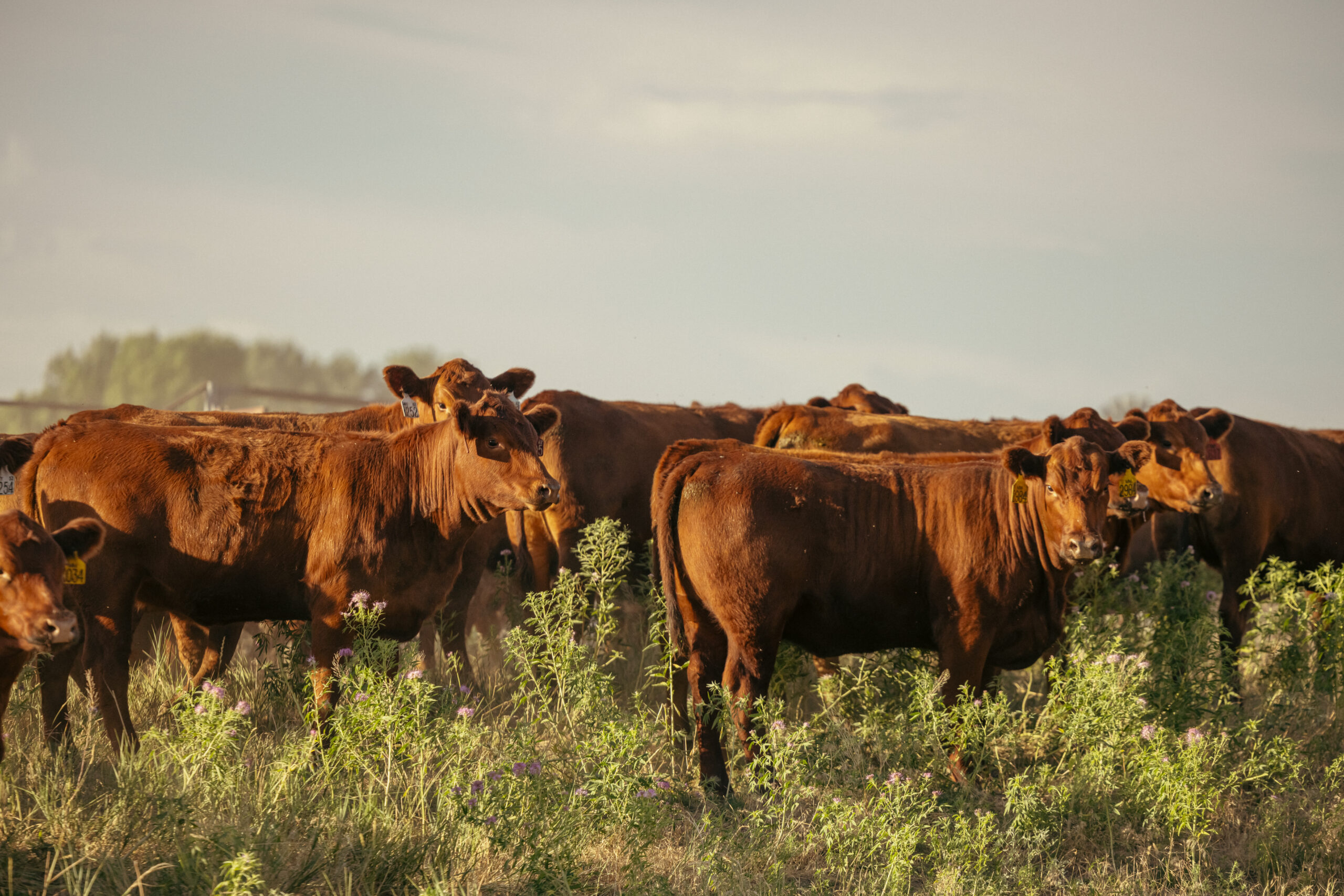 Controle estratégico da mosca-dos-chifres no período das águas garante maior produtividade e bem-estar ao rebanho