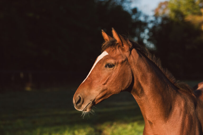 Alerta para risco de resistência parasitária em equinos e estratégias de controle eficaz
