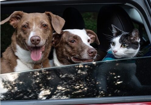 Elanco e Farejando Por Aí lançam guia para orientar tutores de pets em passeios e viagens