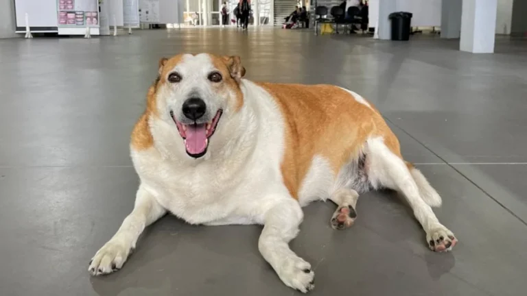 Silveira, o cão da UFSM que viralizou na internet, ganha um lar e reforça a importância da adoção de pets idosos