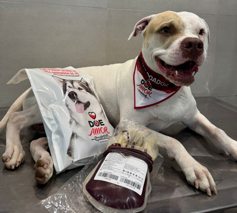 Special Dog Company reforça o programa "Doe Amor" para doação de sangue pet durante o Dia Nacional do Doador 