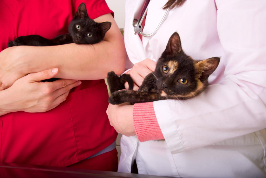 Zoetis Cat Care: atendimento adaptado para gatos  