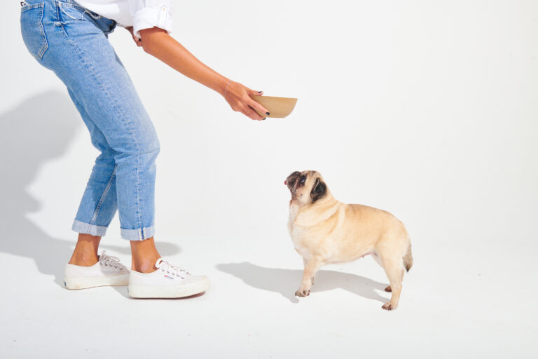 Novembro Azul Pet: O papel da obesidade na saúde dos machos