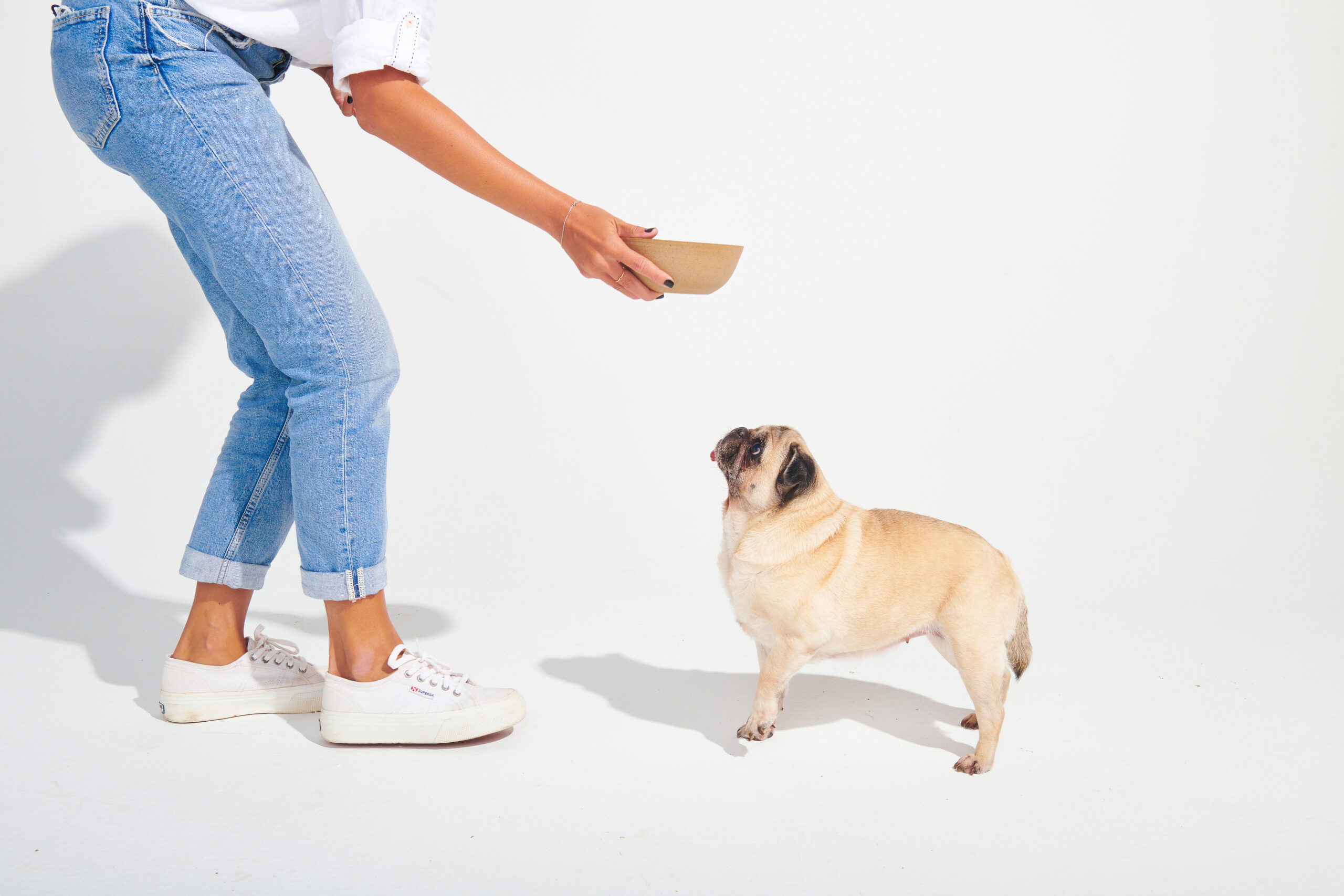 Novembro Azul Pet: O papel da obesidade na saúde dos machos