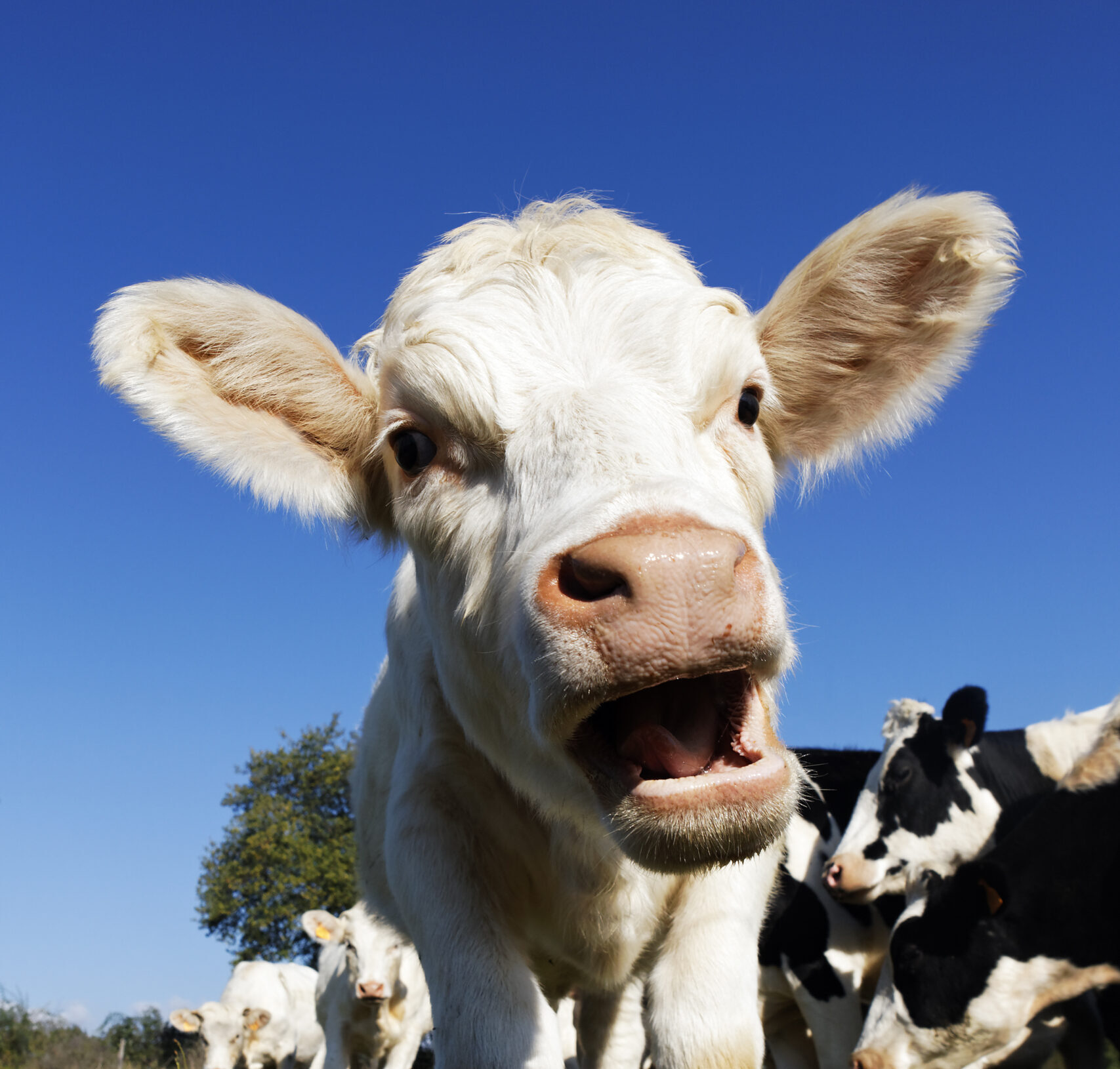Bezerro, novilha e bovino em lactação têm as mesmas necessidades nutricionais?