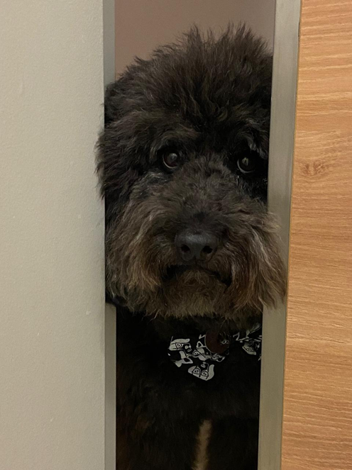 terapia assistida por animais vem ganhando espaço em hospitais brasileiros