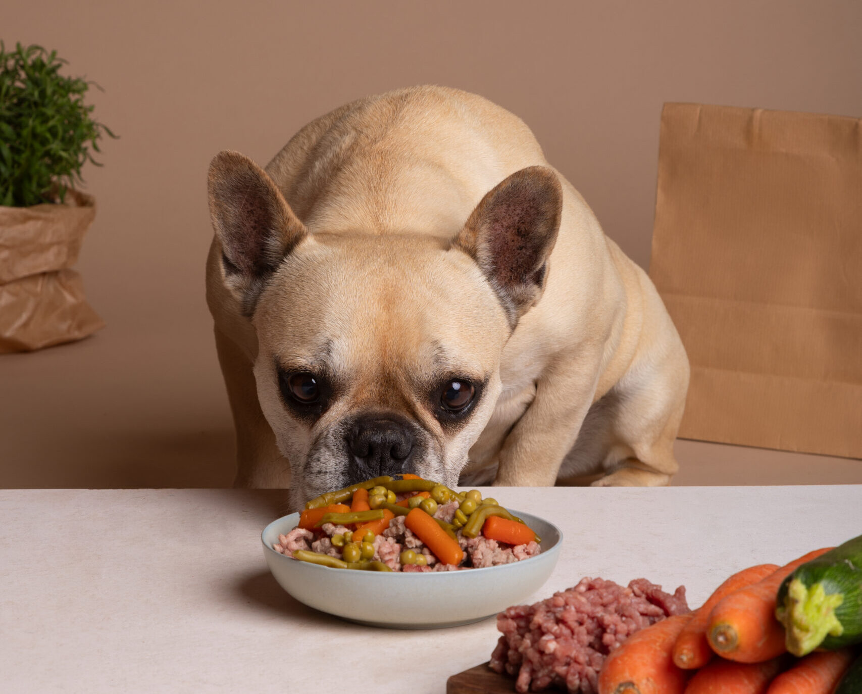Cresce a preocupação com nutrição entre os tutores de pet