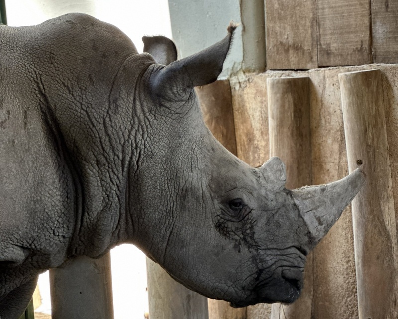 Auditores Fiscais Federais Agropecuários supervisionam chegada de rinoceronte ao Brasil e destacam rigor na fiscalização de cargas vivas