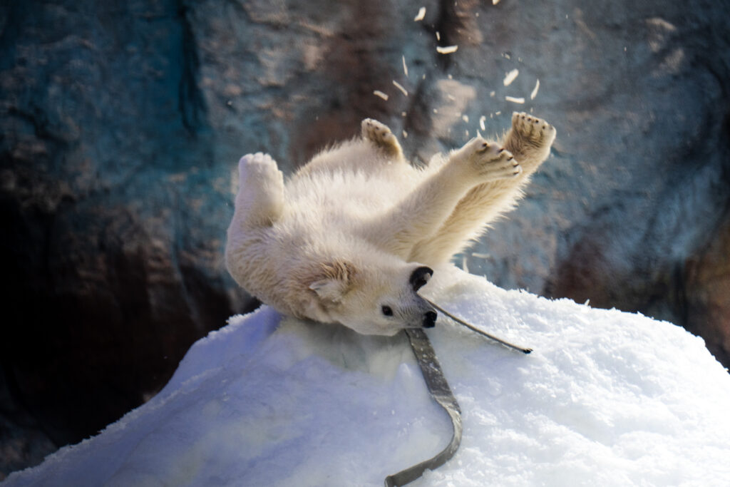 Nur completa um ano: filhote de urso polar nascida no Aquário de São Paulo celebra primeiro aniversário com programação especial