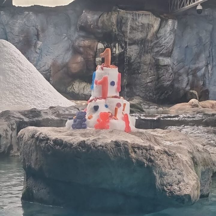 Nur completa um ano: filhote de urso polar nascida no Aquário de São Paulo celebra primeiro aniversário com programação especial
